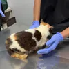 Kondisi Kucing Uya Kuya