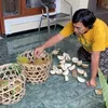 Komeng Foto Nyeleneh Surat Suara DPD Jawa Barat