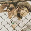 SRK dan AbRam