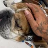 Lewis Hamilton Umumkan Kematian Anjingnya