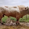 Efek Samping Steroid