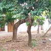 Rumah Abiem Ngesti Pangeran Dangdut Terbengkalai