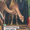 Momen Irfan Hakim dapat hadiah unta
