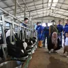 Nagita dan Cipung