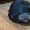 Soimah