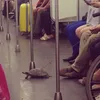 hal-hal unik di subway, foto unik, foto aneh