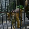 Foto Terbaru Kebun Binatang Surabaya