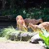 Foto Terbaru Kebun Binatang Surabaya