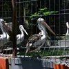 Foto Terbaru Kebun Binatang Surabaya