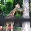 Foto Terbaru Kebun Binatang Surabaya