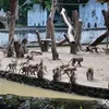 Foto Terbaru Kebun Binatang Surabaya