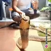 Pria Ditemani King Kobra