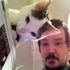 Funny cat