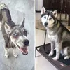 anjing peliharaan