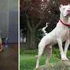 anjing peliharaan