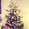Pohon Natal Seleb Dunia