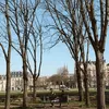 Taman di Paris dengan pohon kering