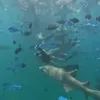Gisel Snorkeling di Maladewa