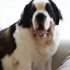 Potret Haru Pemakaman Anjing Bimo Ganindra