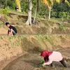 Ibu Lesti menanam padi di sawah