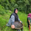 Ibu Lesti bertani