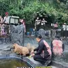 Rumahnya Kini Bertambah Satu Capybara