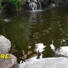 Kolam Ikan Inul Mewah