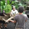 Kolam Ikan Inul Mewah