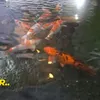 Kolam Ikan Inul Mewah