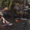 Kolam Ikan Inul Mewah