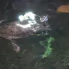 Kolam Ikan Inul Mewah