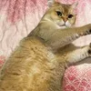 Mikha Tambayong dan Deva Mahenra Pamer Kucing