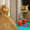 Mikha Tambayong dan Deva Mahenra Pamer Kucing