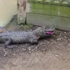 foto unik, foto aneh, foto lucu, foto keren