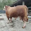 Potret Penampakan Sapi Kurban Inul Daratista