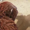 godzilla x kong 2024