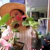 Potret Rossa Berkebun di Rumah Mumpung Libur