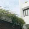 Rumah Raisa dan Hamish Daud di Bali