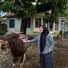 Selfi Yamma bersama sapi.