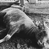 Sapi Selfi Yamma.