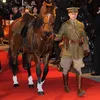 War Horse