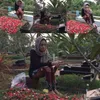 artis kontroversial, artis berhijab, bella shofie, julia perez, dewi perssik, nikita mirzani