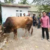 idul adha, seleb idul adha, hewan kurban seleb
