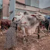 Seleb Bareng Hewan Kurban