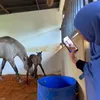 Kandaang kuda Chacha Frederica