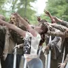 Jennifer Lawrence main basket