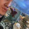 hobi seleb, seleb pelihara ikan cupang