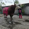 Inul Daratista Siapkan Lima Ekor Sapi Kurban