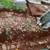 Ayah Ammar Zoni Meninggal