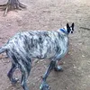 foto unik, foto aneh, foto lucu, foto keren